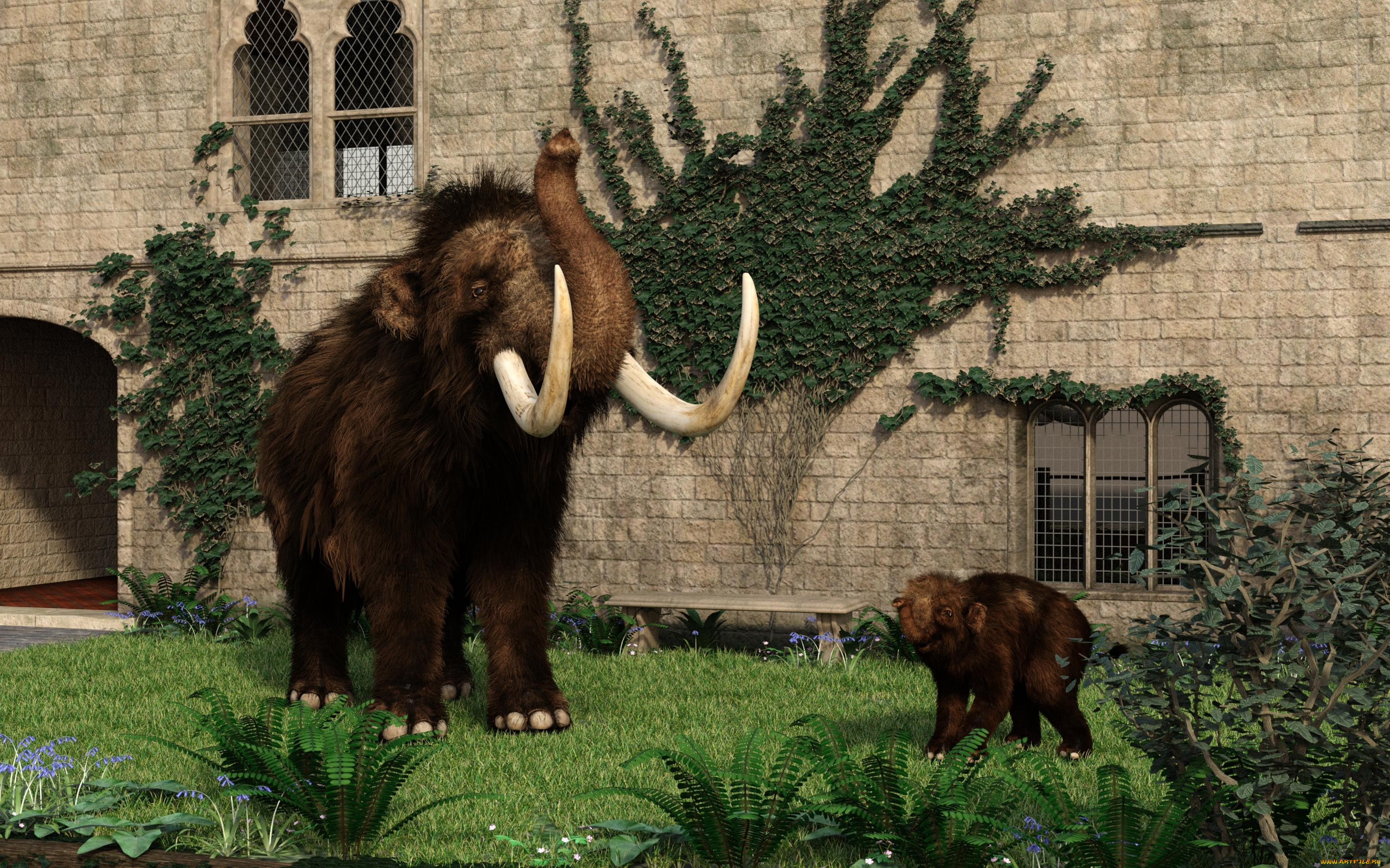 3 ,  , animals, , 